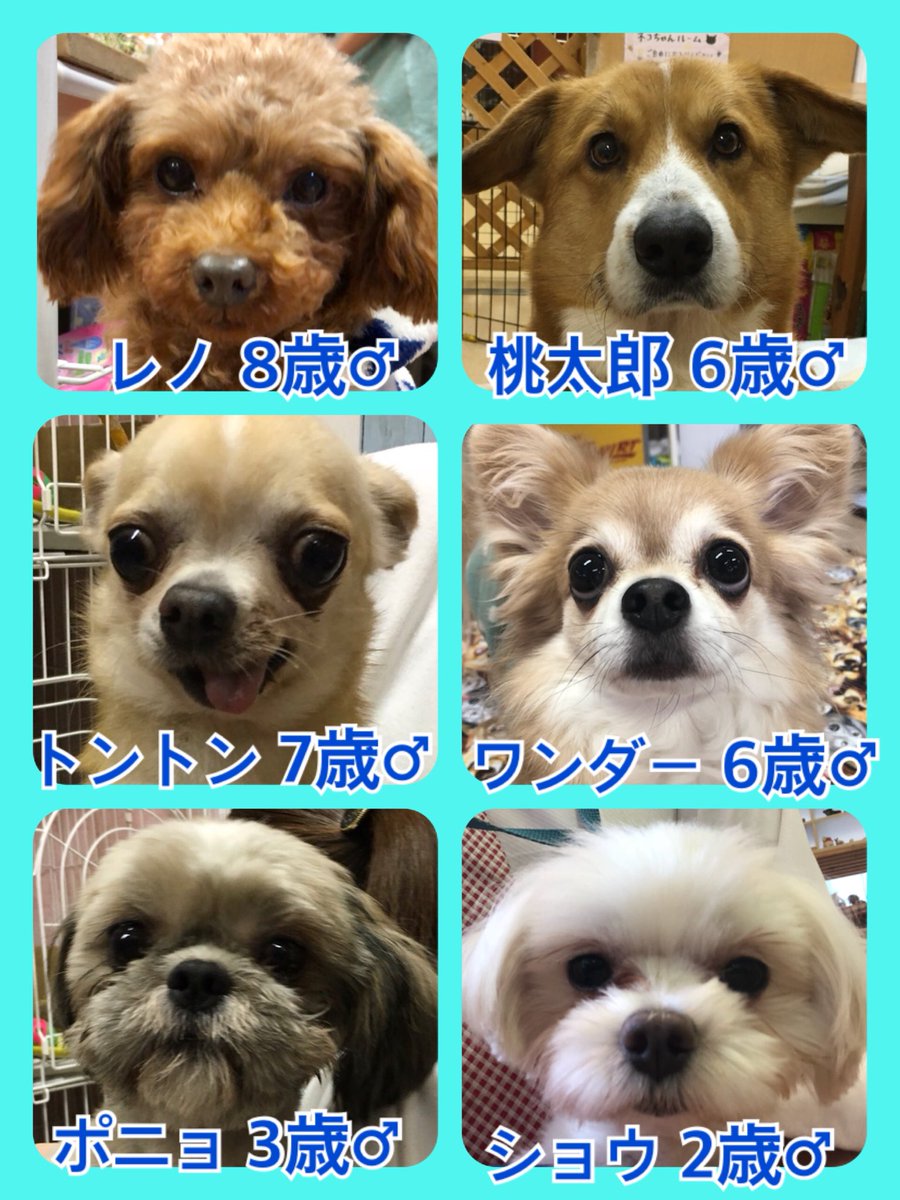 🐾今日の里親様募集中ワンコ🐶メンバーです🐾2020,1,26